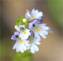 Eyebright flower