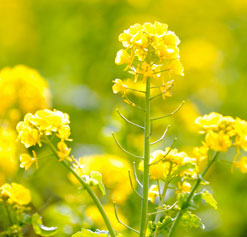 Mustard seed flowers