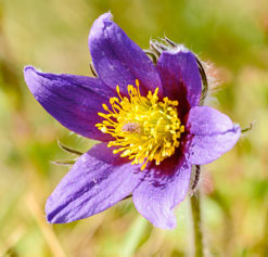 Pulsatilla flower