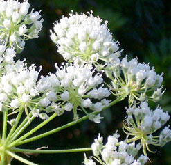 Conium maculatum flower