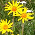 arnica montana