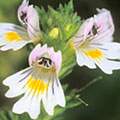 Euphrasia image